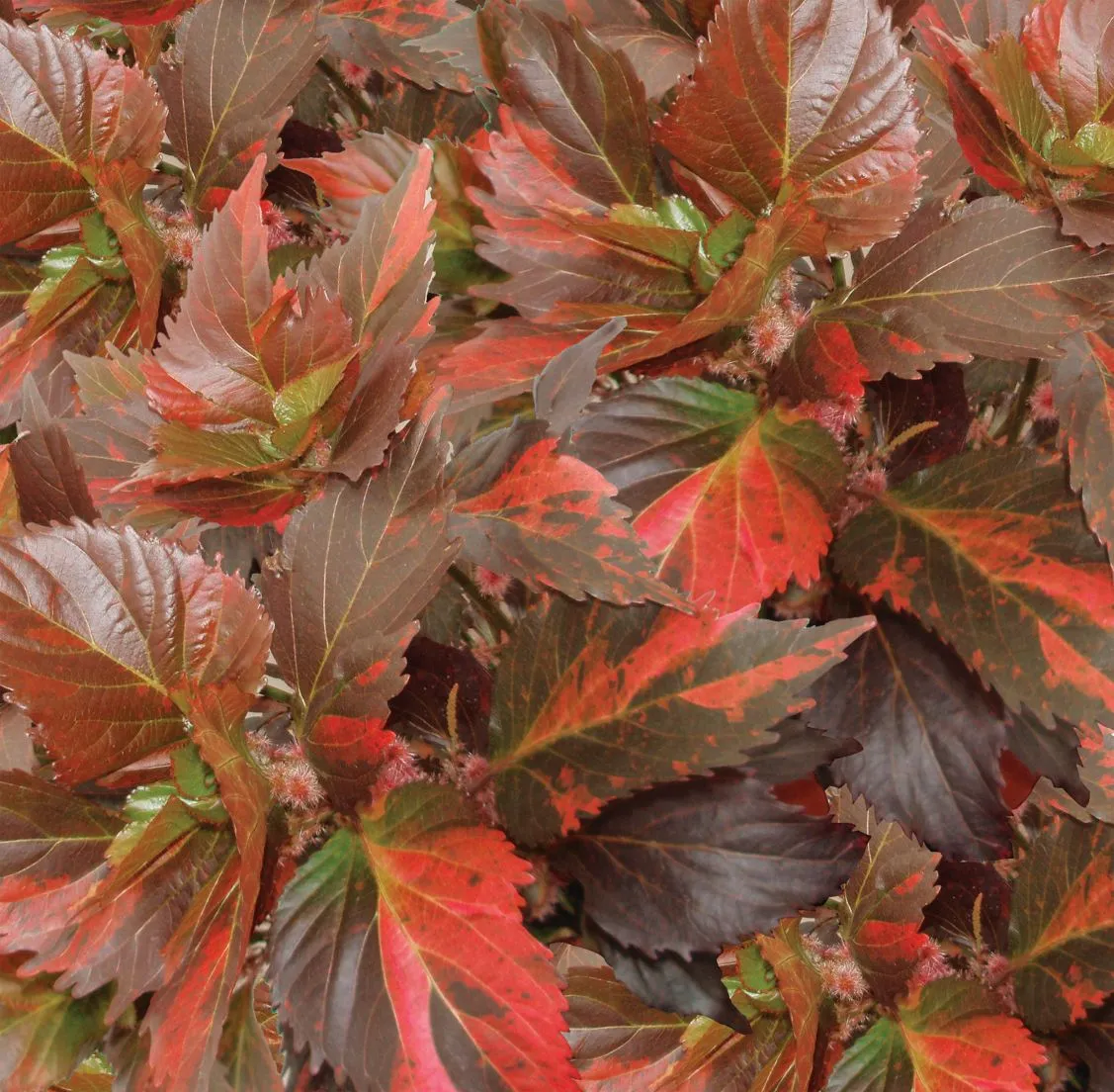 Acalypha wilkesiana