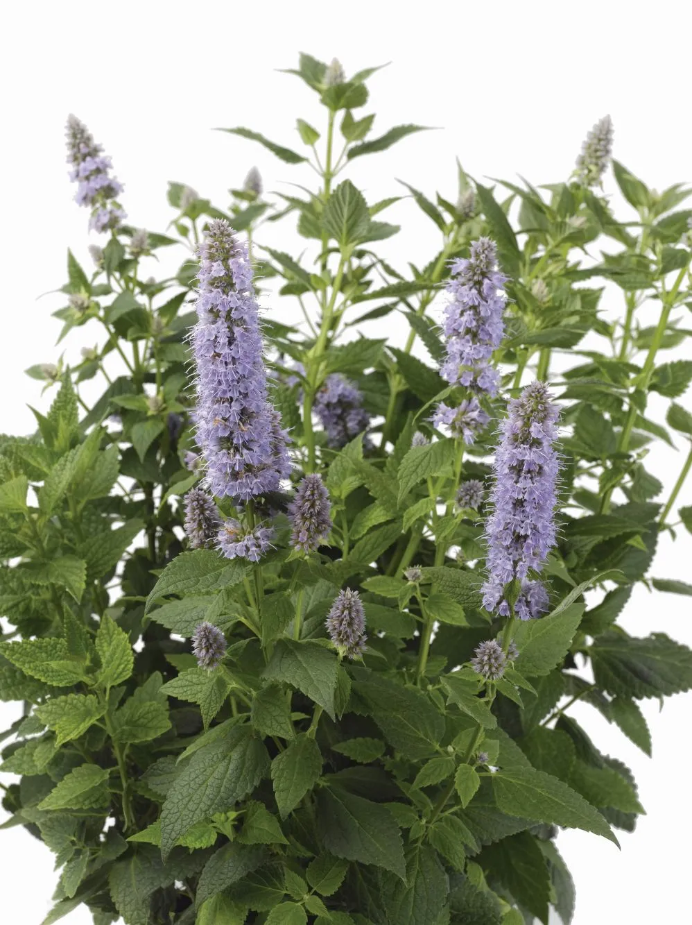 Agastache