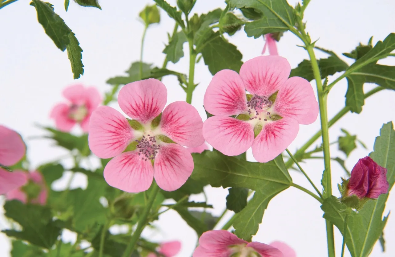 Anisodontea