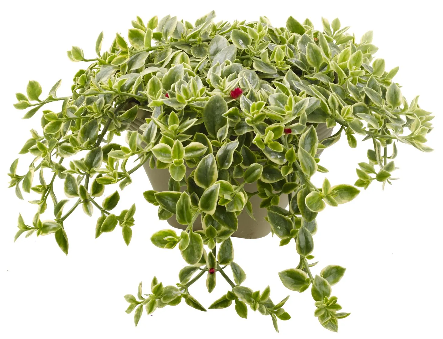 Aptenia
