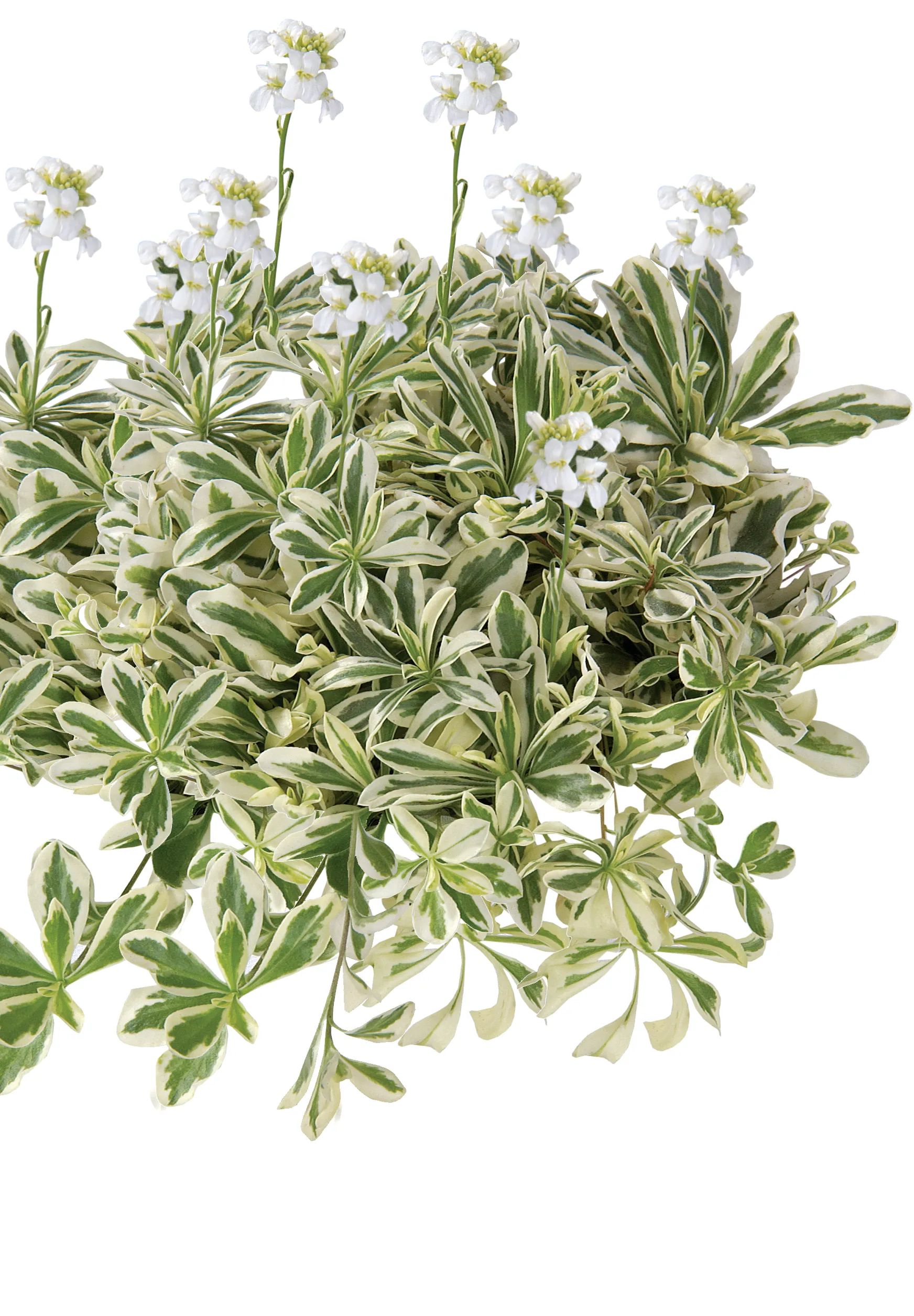 Arabis coburgii