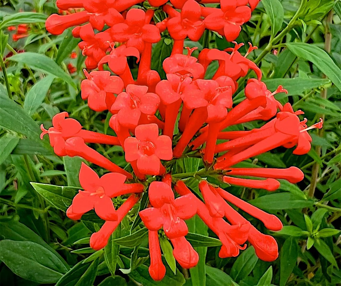 Bouvardia