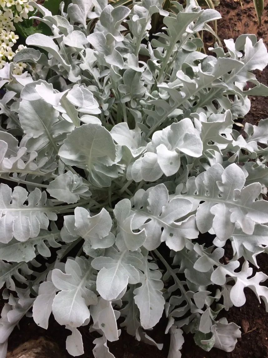 Centaurea