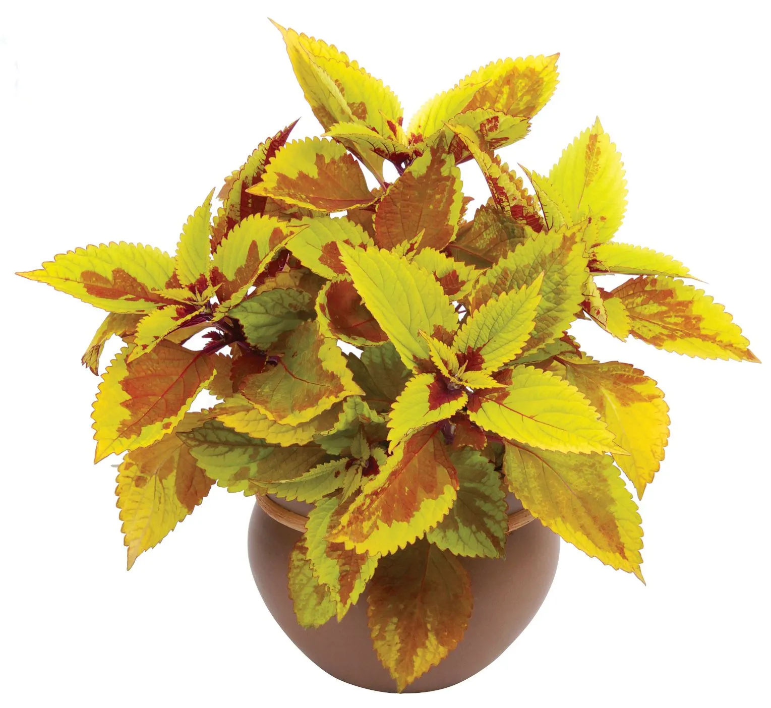 Coleus