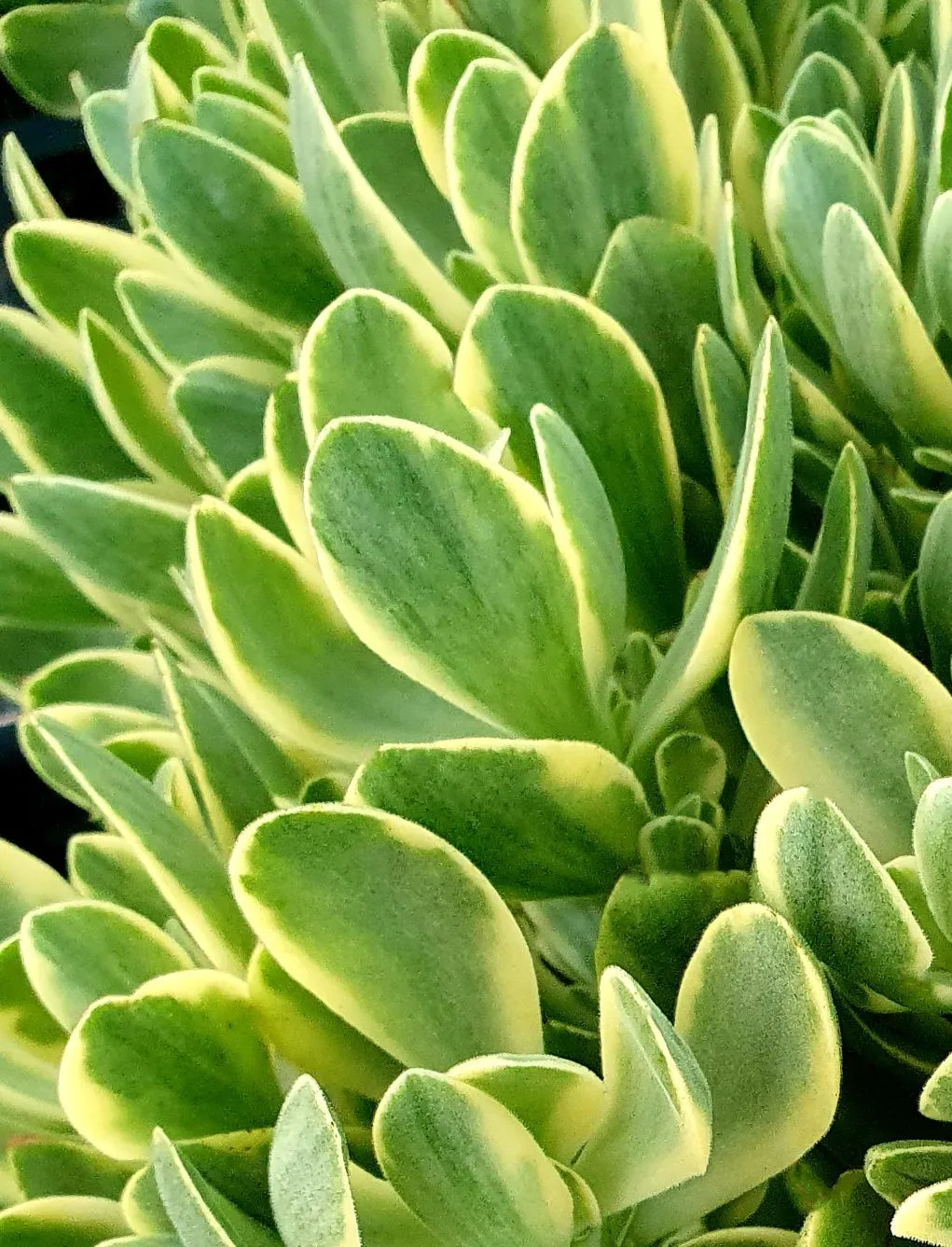 Crassula