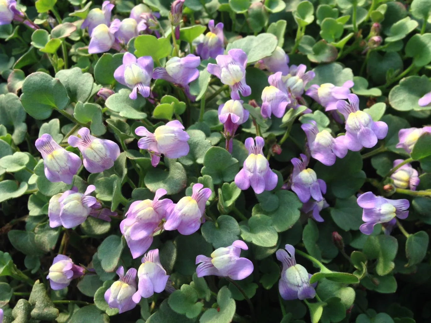 Cymbelaria