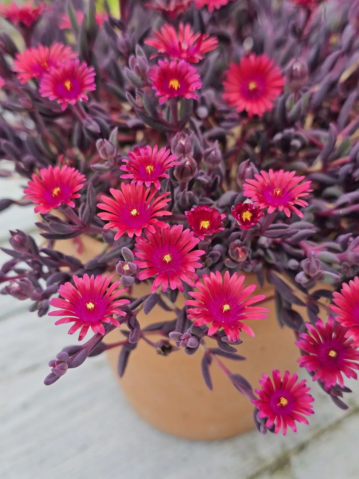 Delosperma Desert Dancer