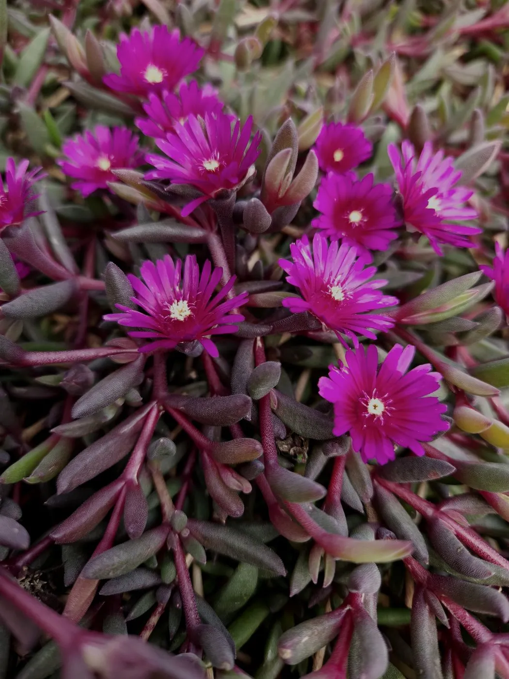 Delosperma Desert Dancer® Purple- Jaldety © cover