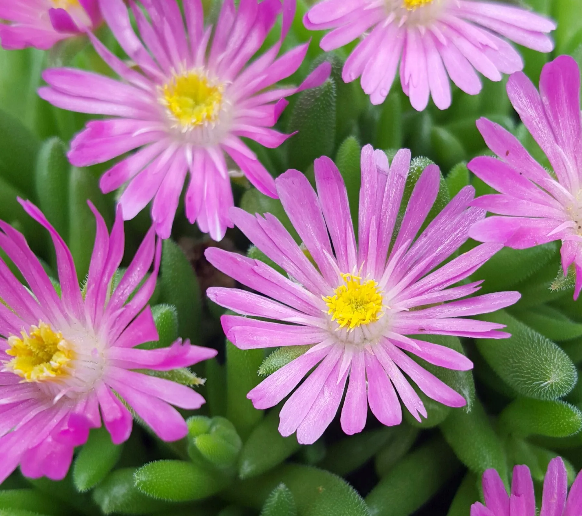 Delosperma Jewel of Desert