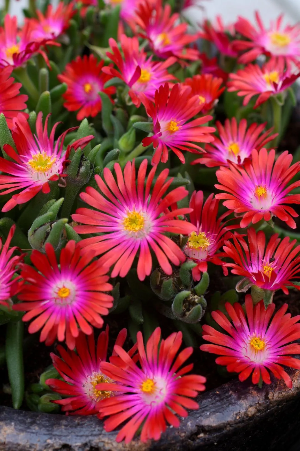 Delosperma JOD Garnet- s