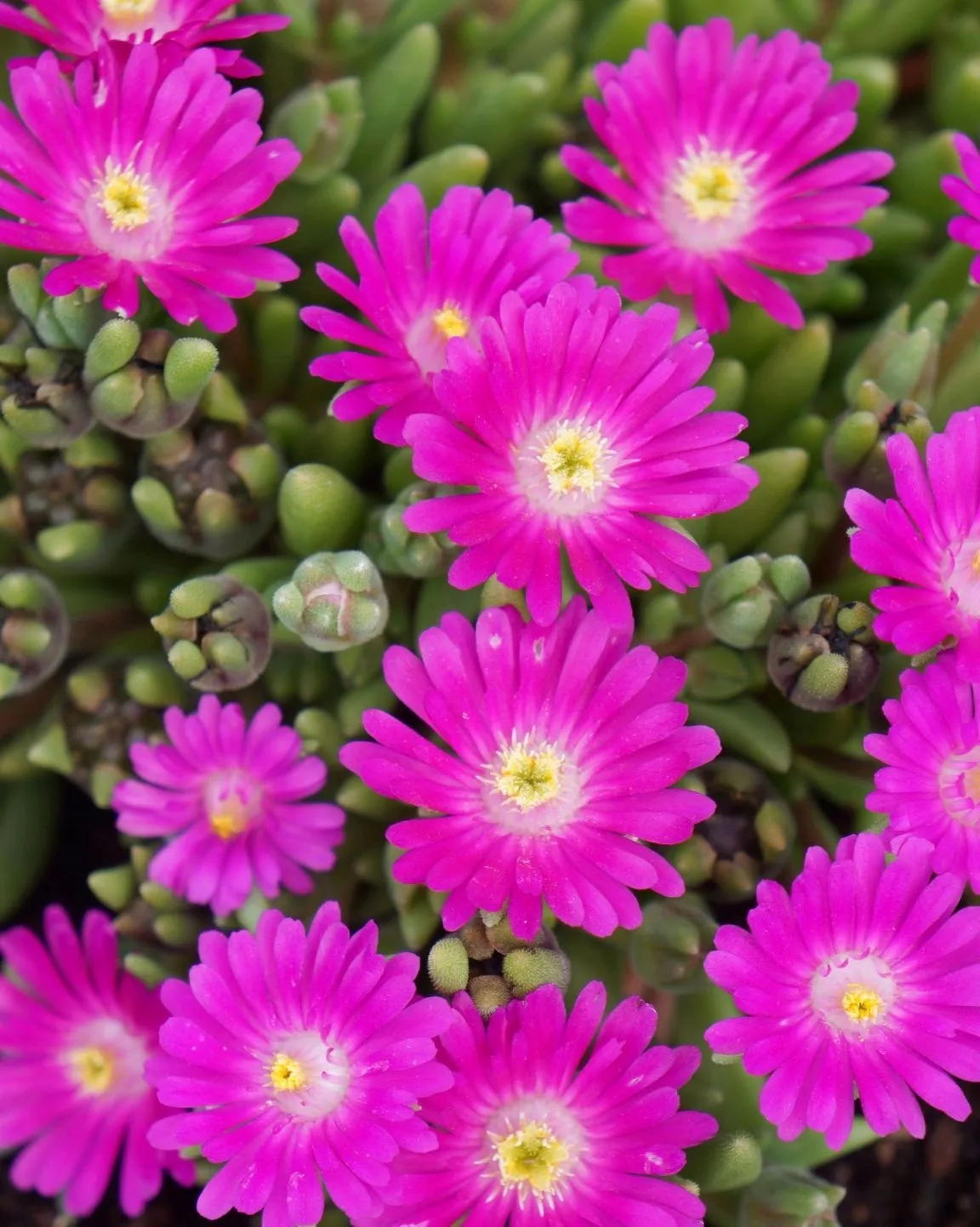 Delosperma JOD Opal - s