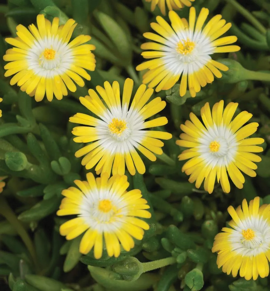 Delosperma JOD Peridot - s