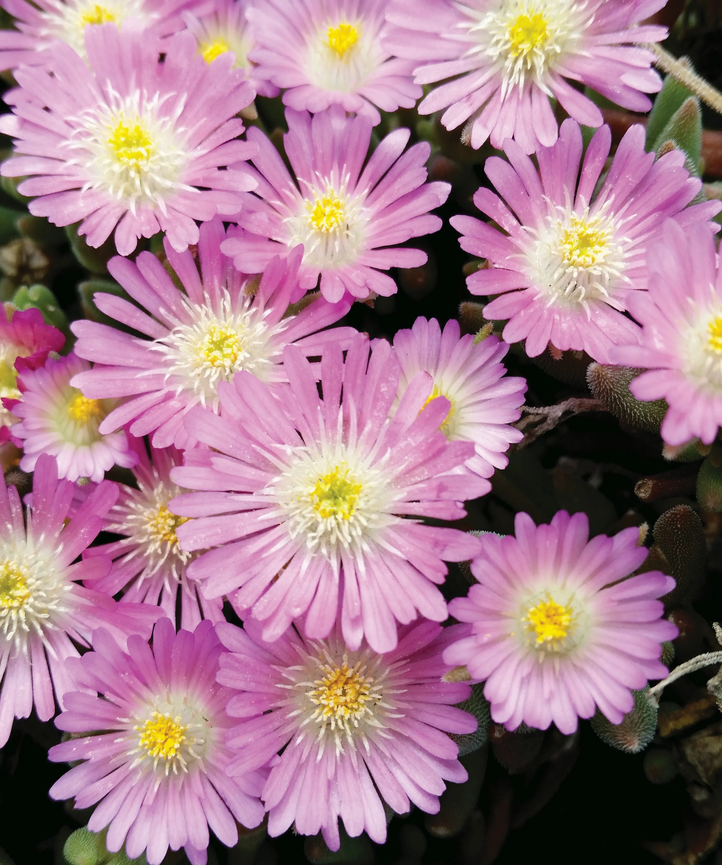 Delosperma JOD Rosequartz - s