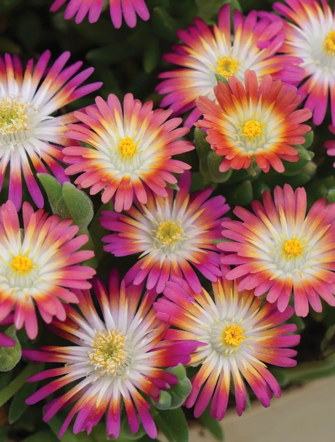 Delosperma JOD Ruby -s