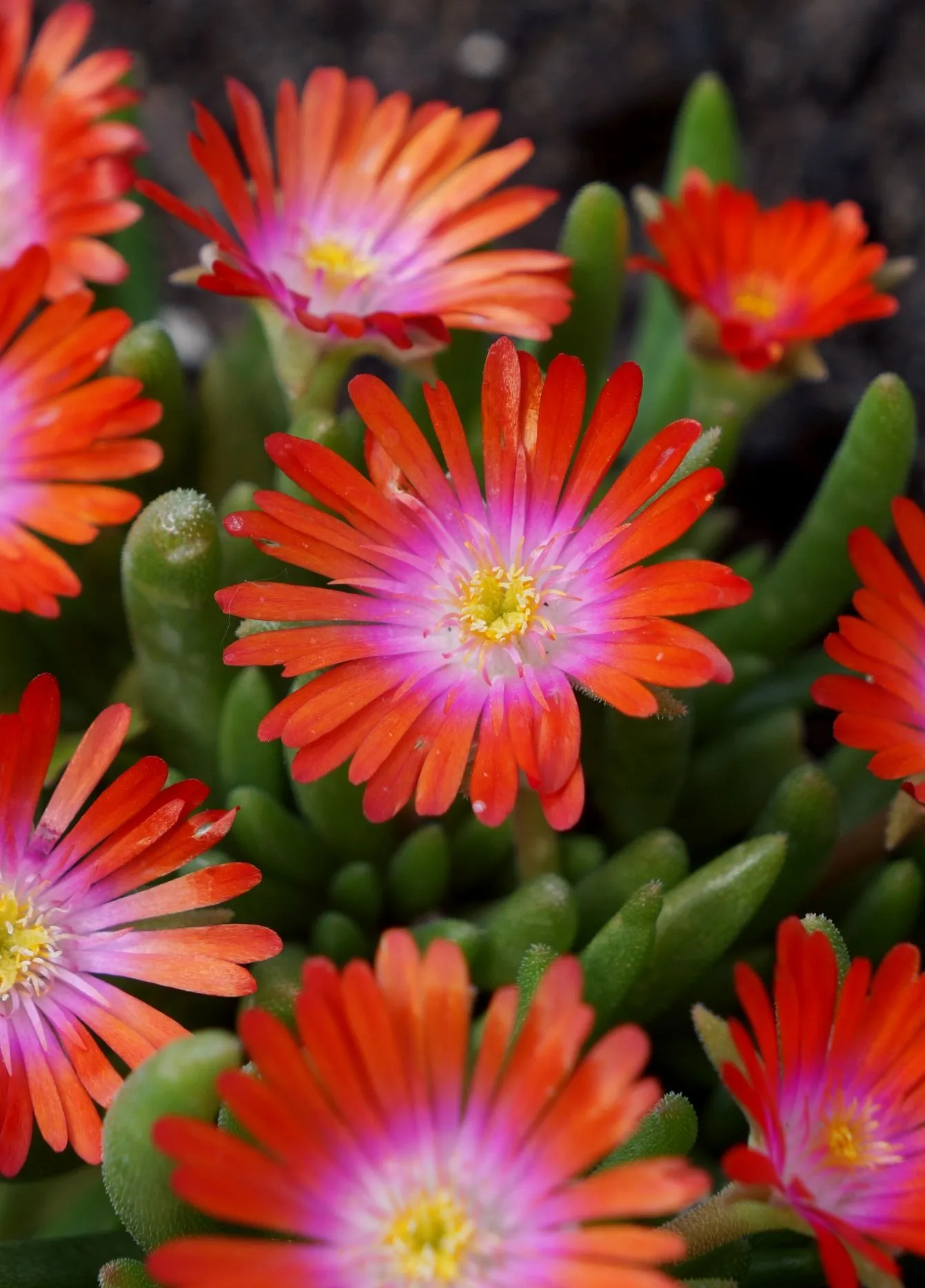 Delosperma JOD Sunstone - s