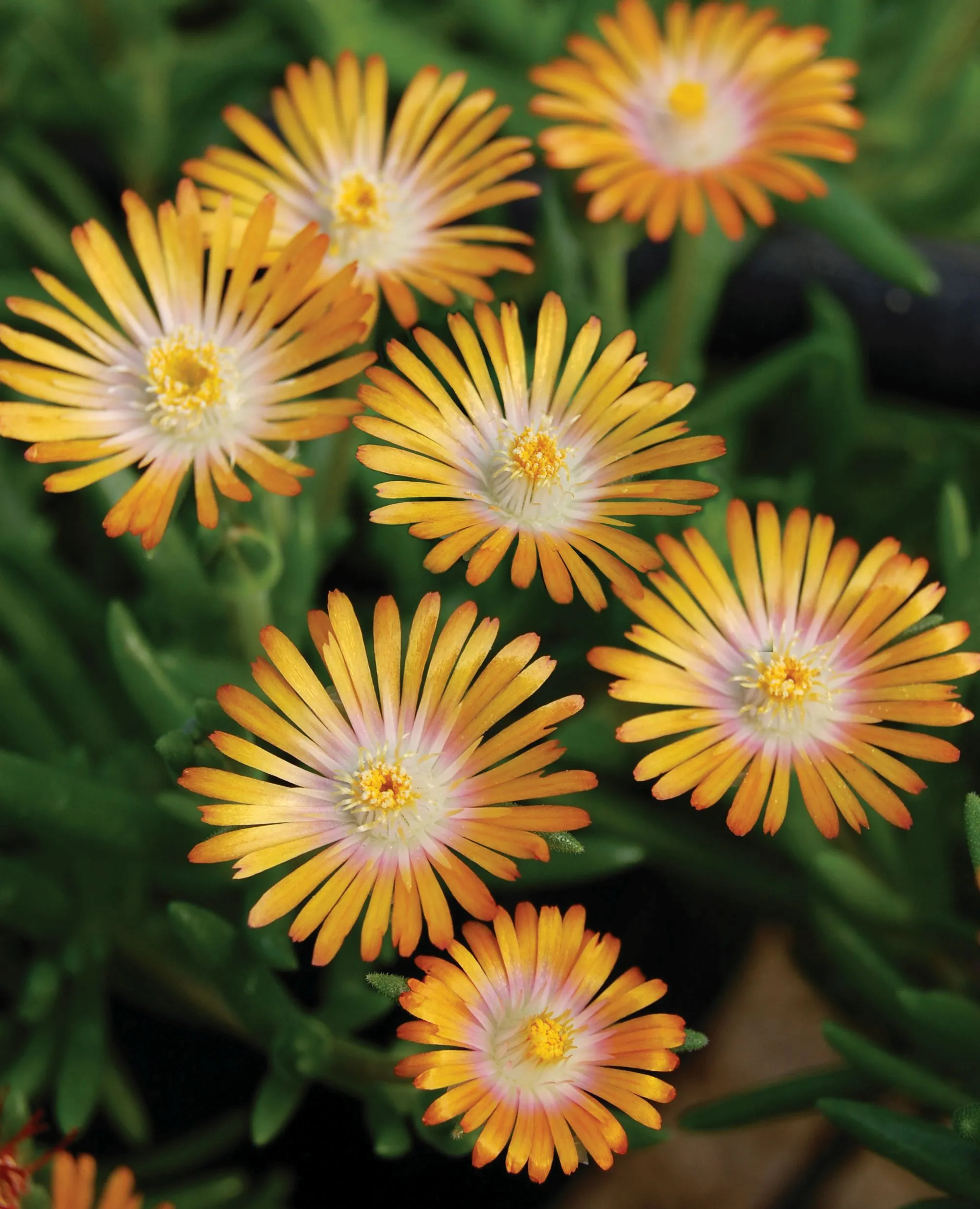 Delosperma JOD Topaz-s
