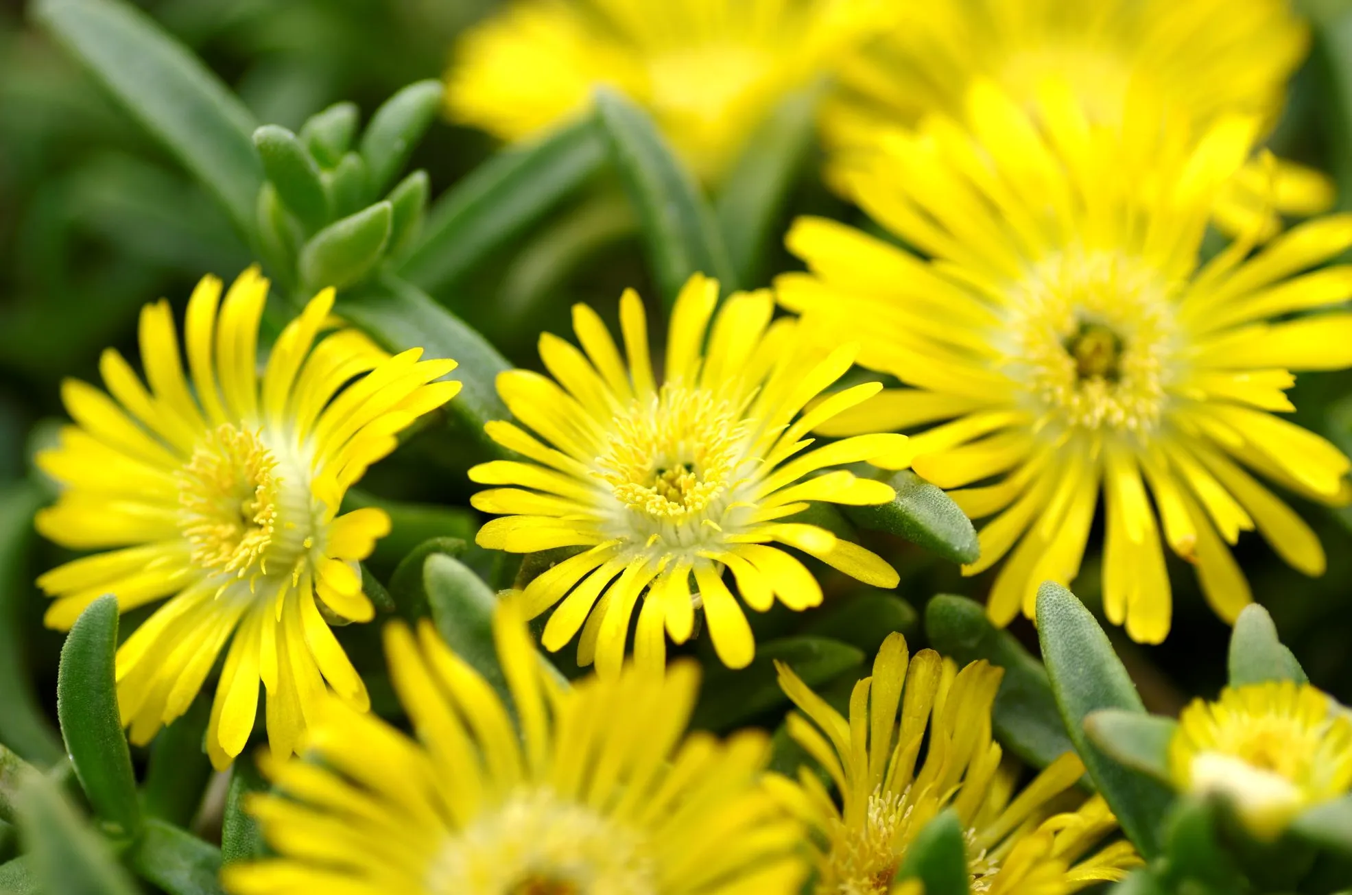 Delosperma WOW® Golden Wonder - s