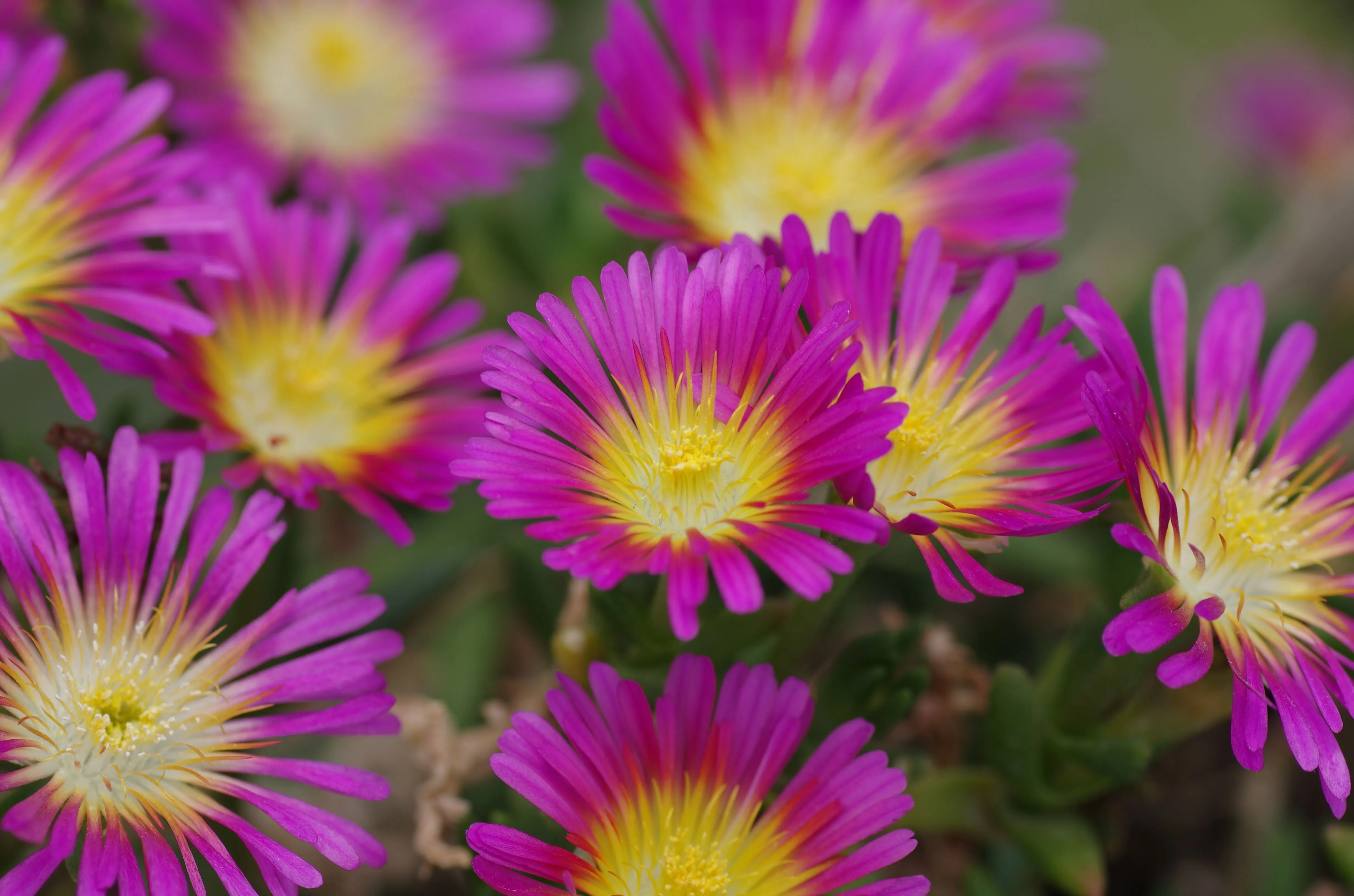 Delosperma Wheels of Wonder