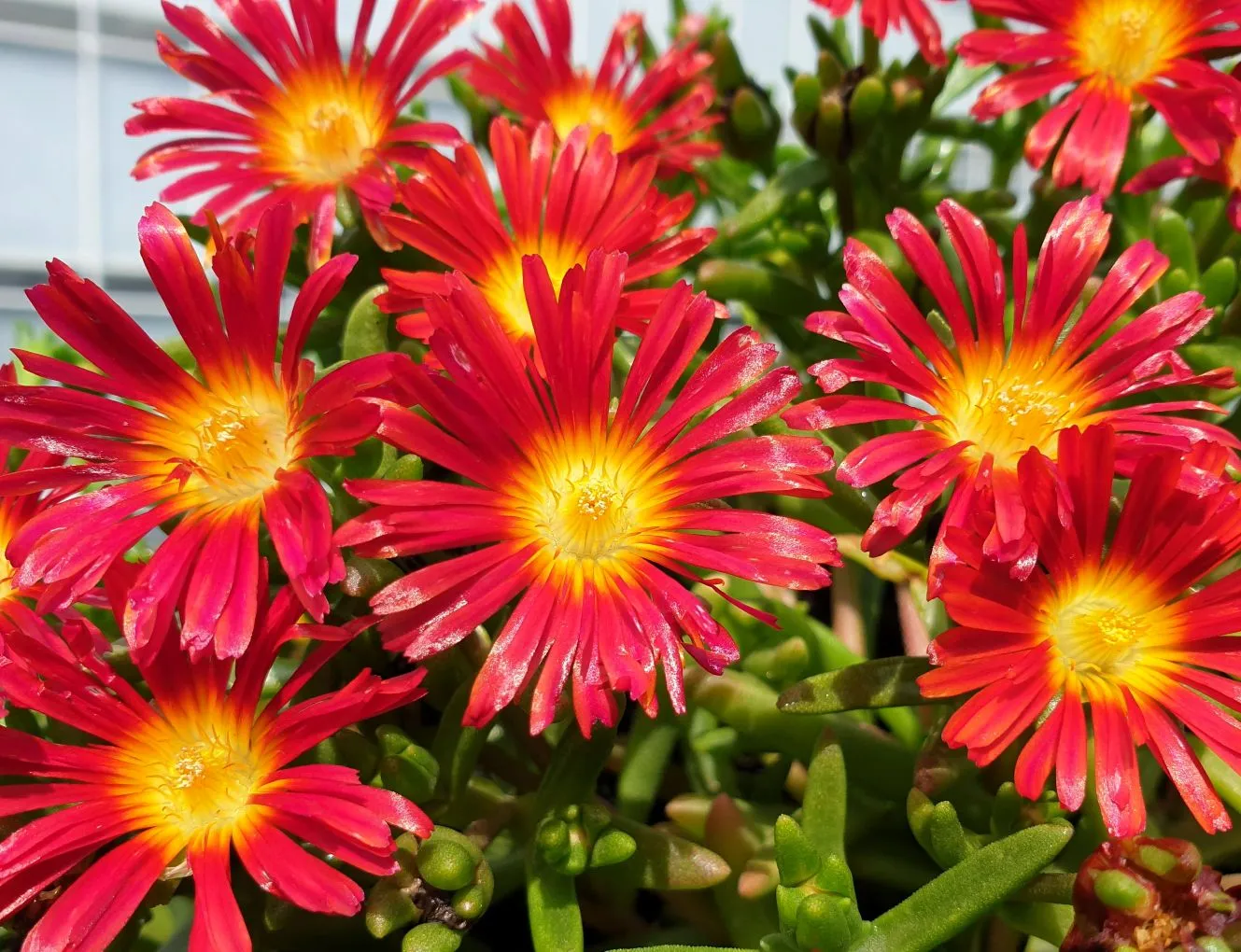 Delosperma WOW® Hot Red - s