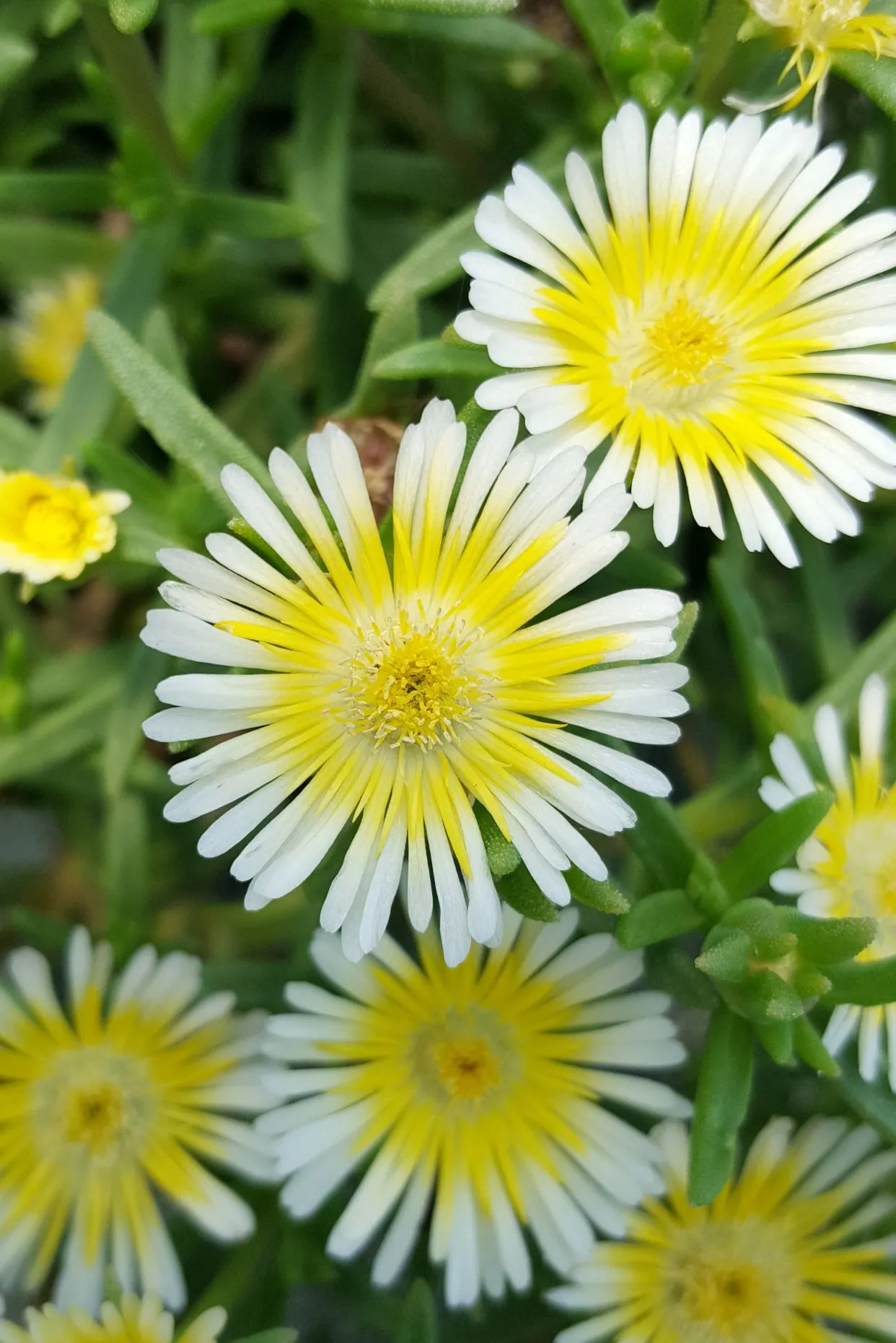 Delosperma WOW® Limoncello - s