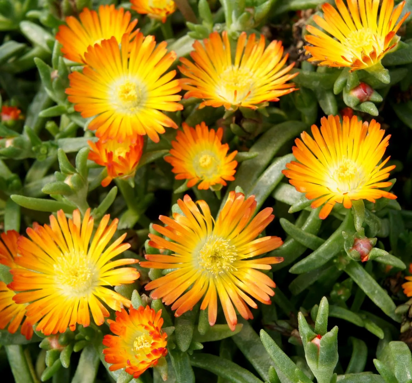 Delosperma WOW® Orange Improved - s