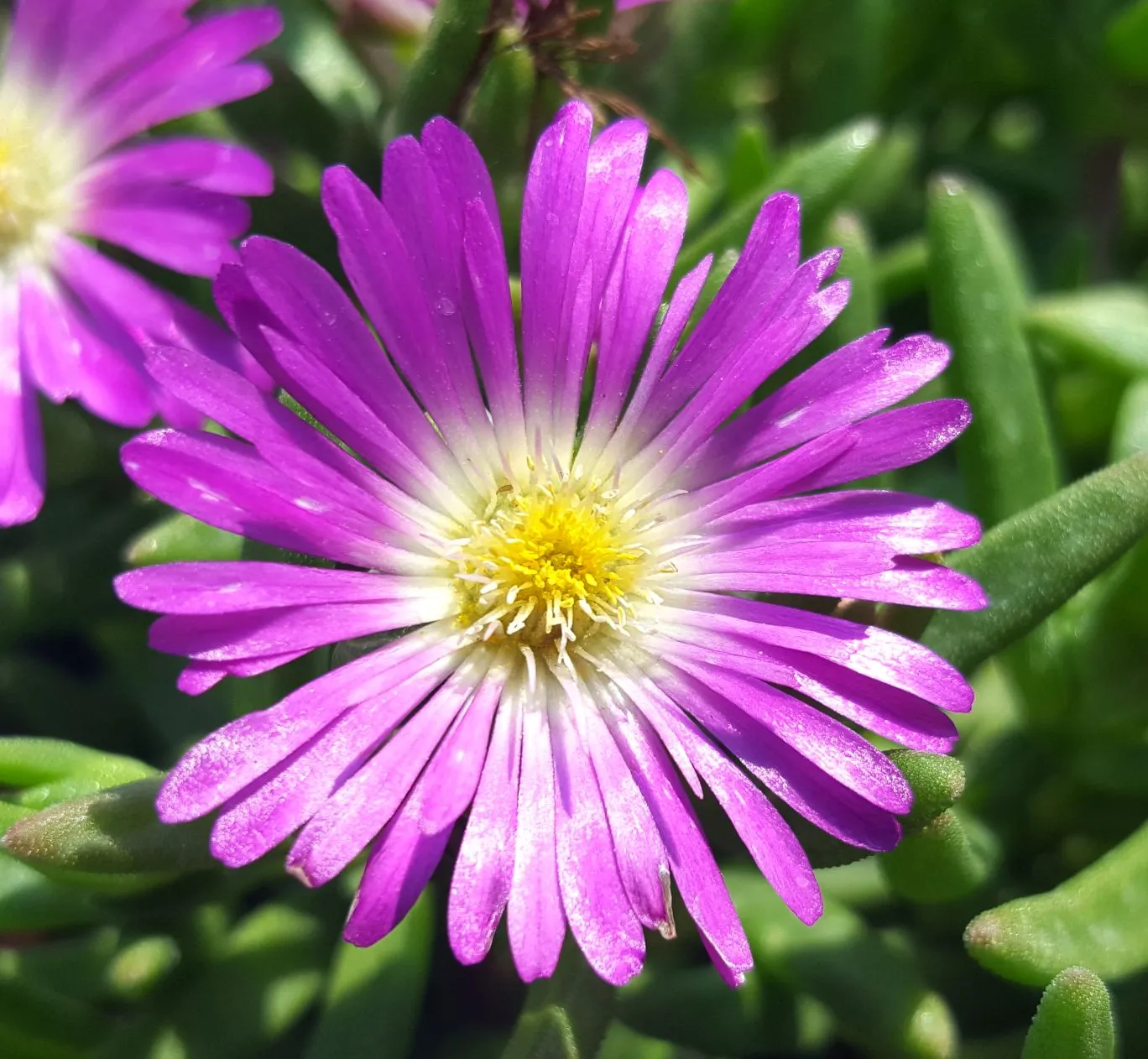 Delosperma WOW® Purple - s