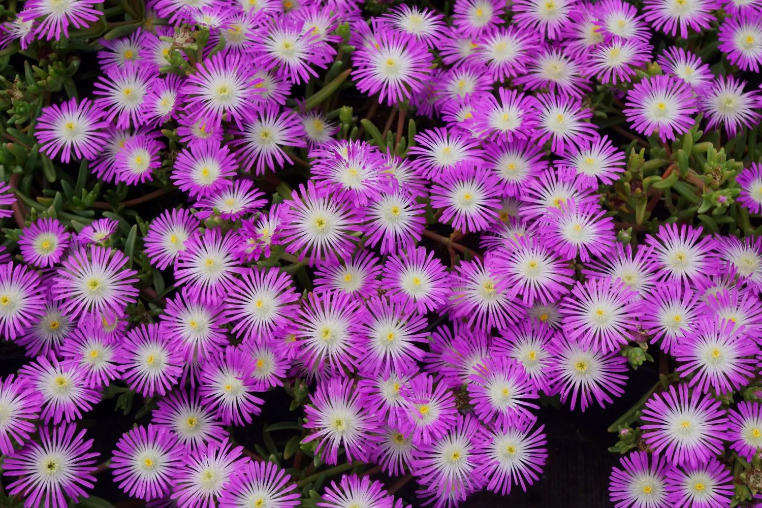 Delosperma WOW® Violet Wonder- s