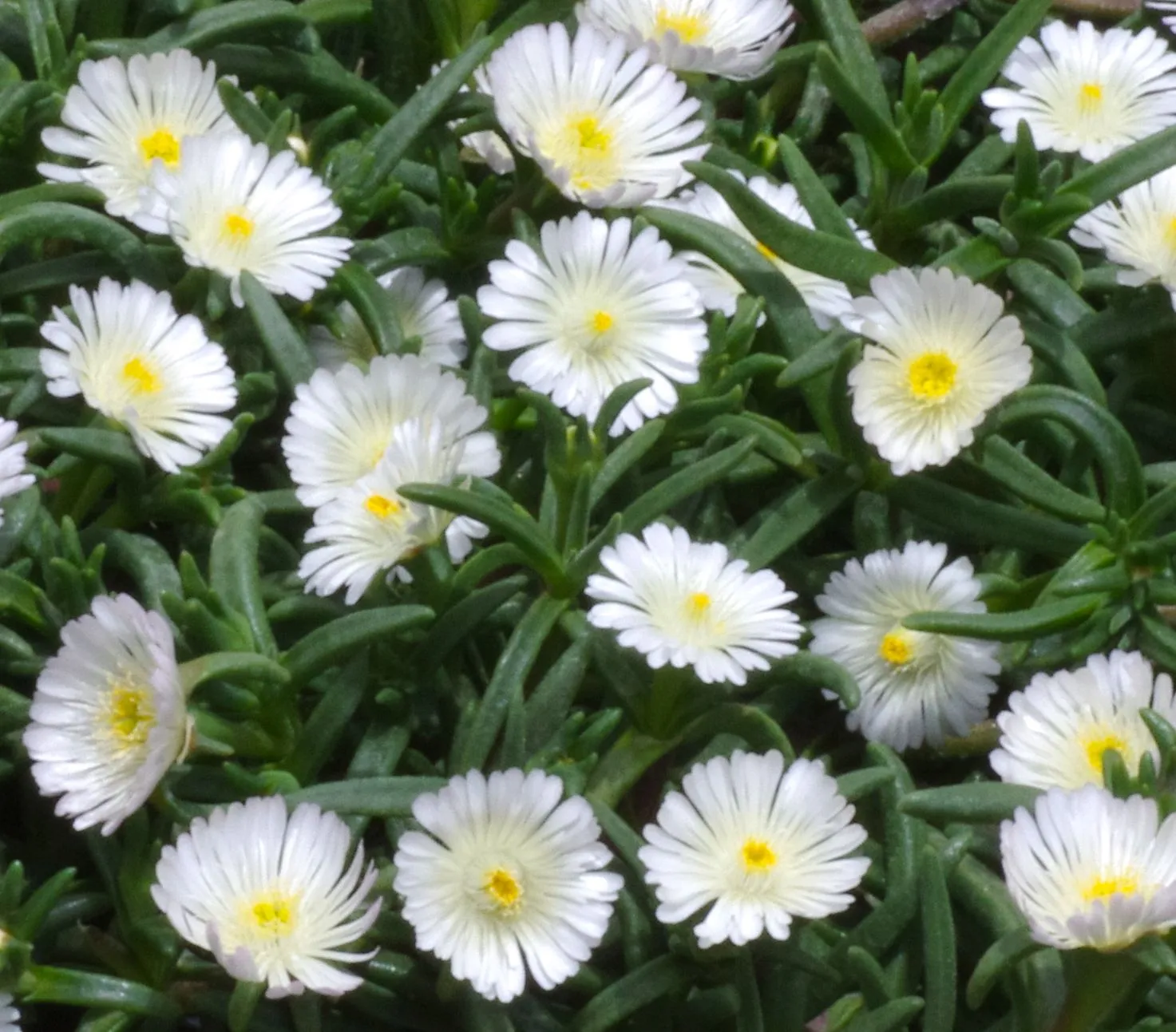 Delosperma WOW® White Imp Wonder