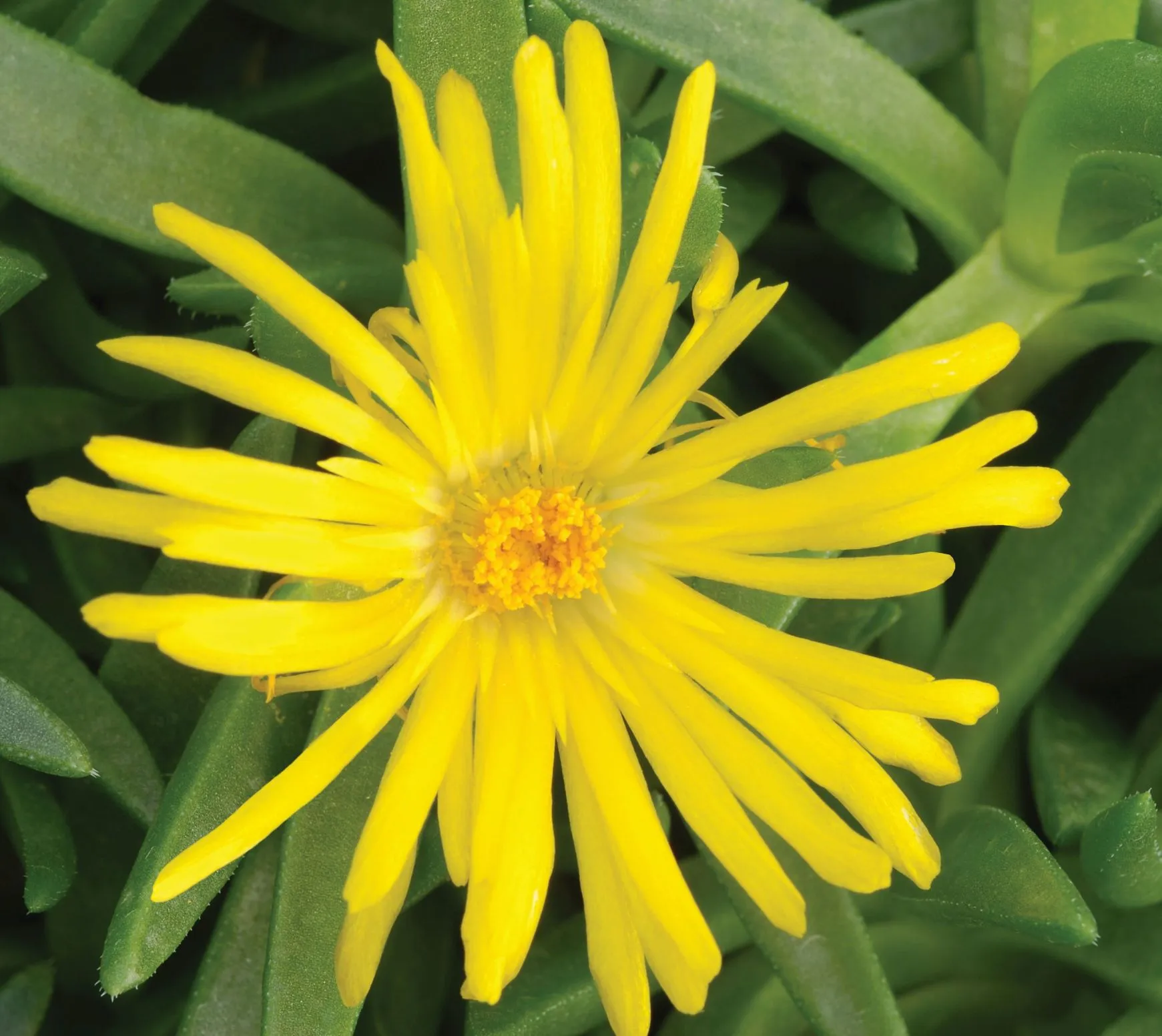 Delosperma