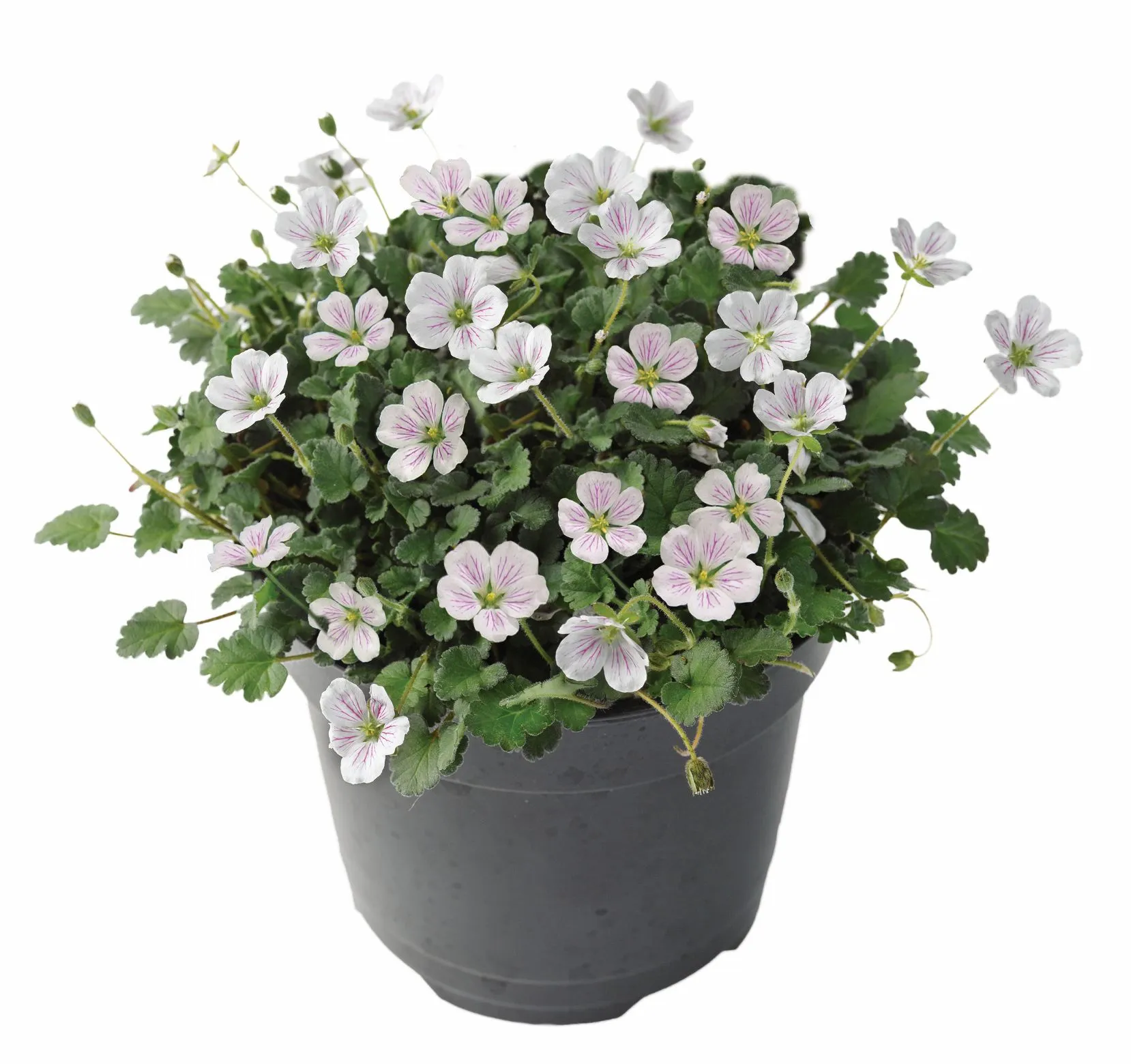 Erodium Album - s Jaldety © Plant