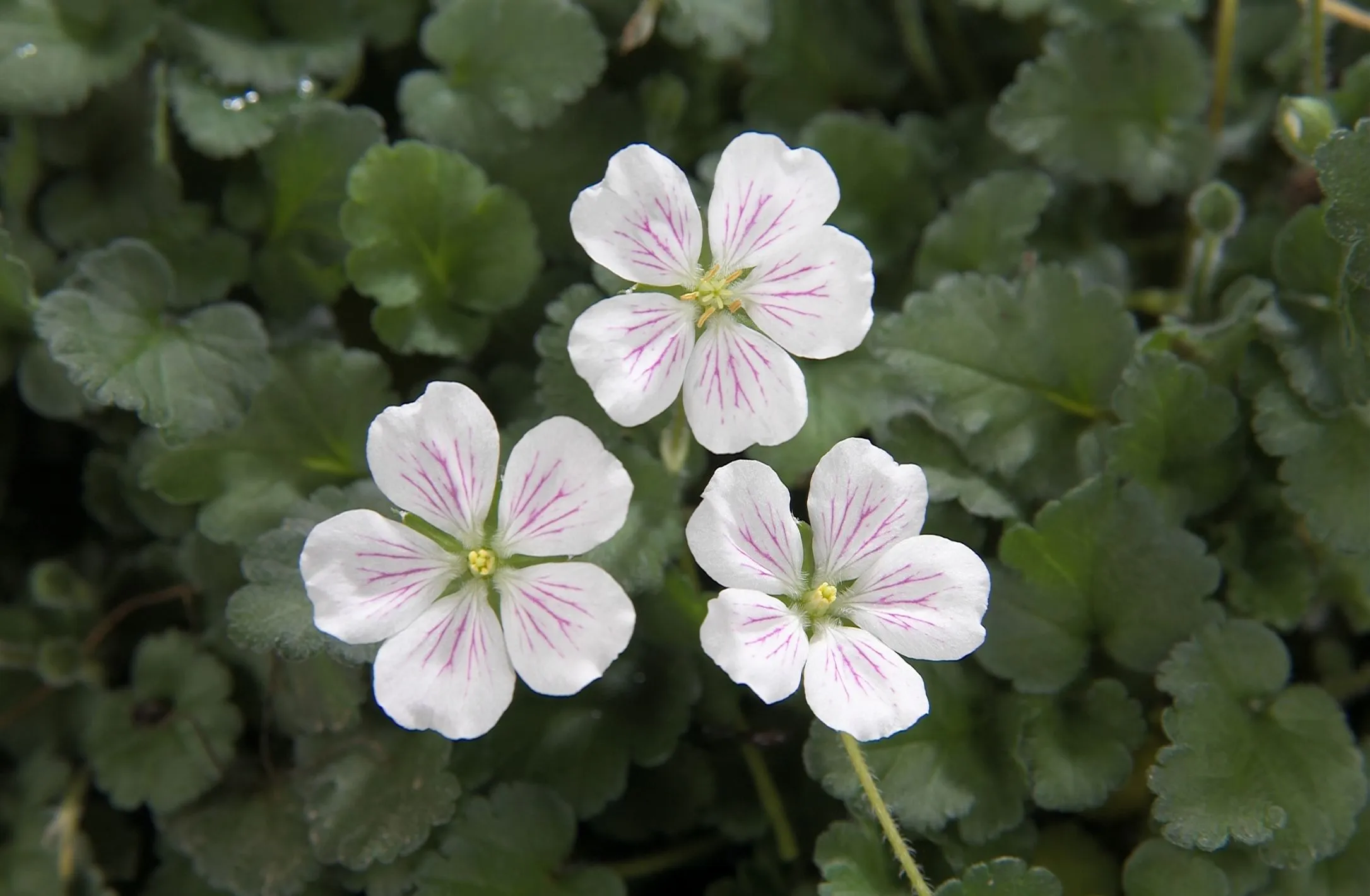 Erodium Album- s Jaldety ©