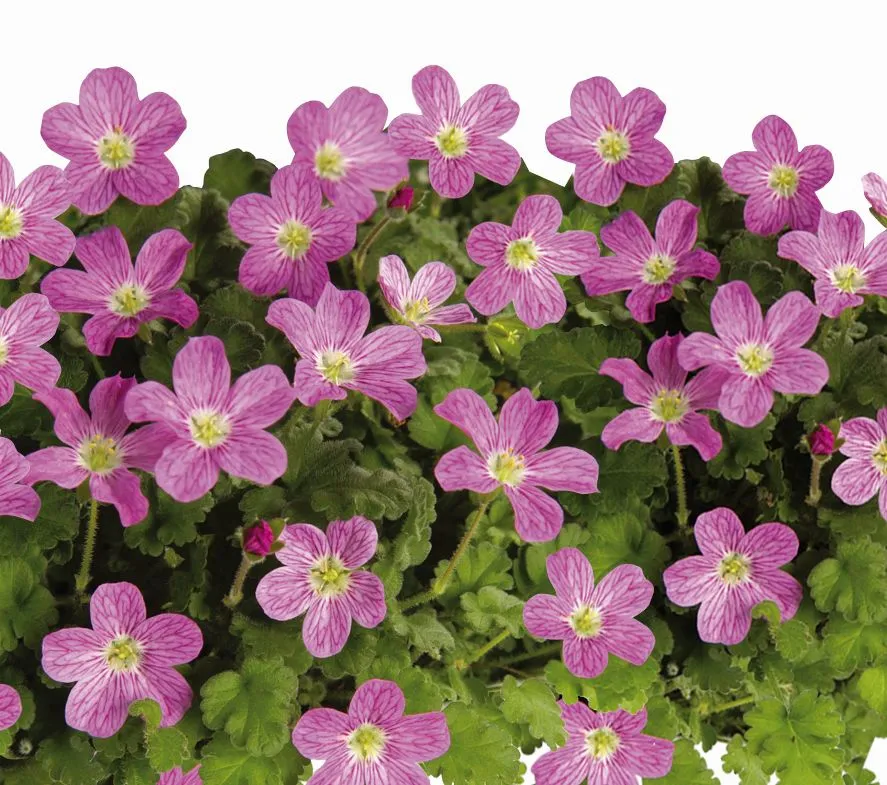 Erodium