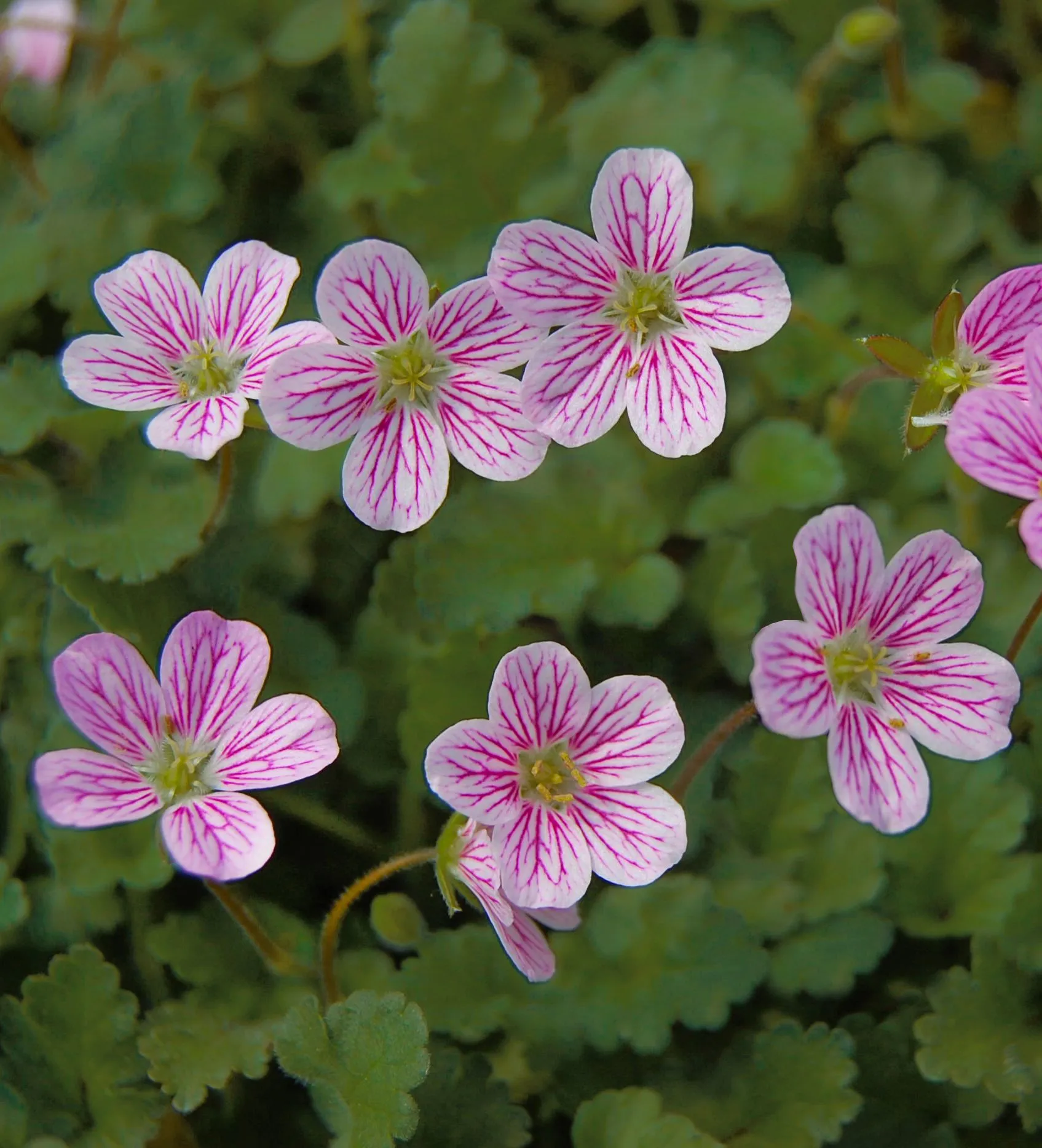 Erodium Roseum - s Jaldety ©