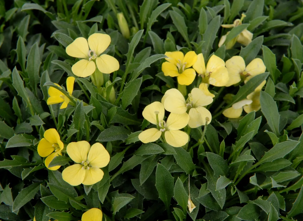 Erysimum