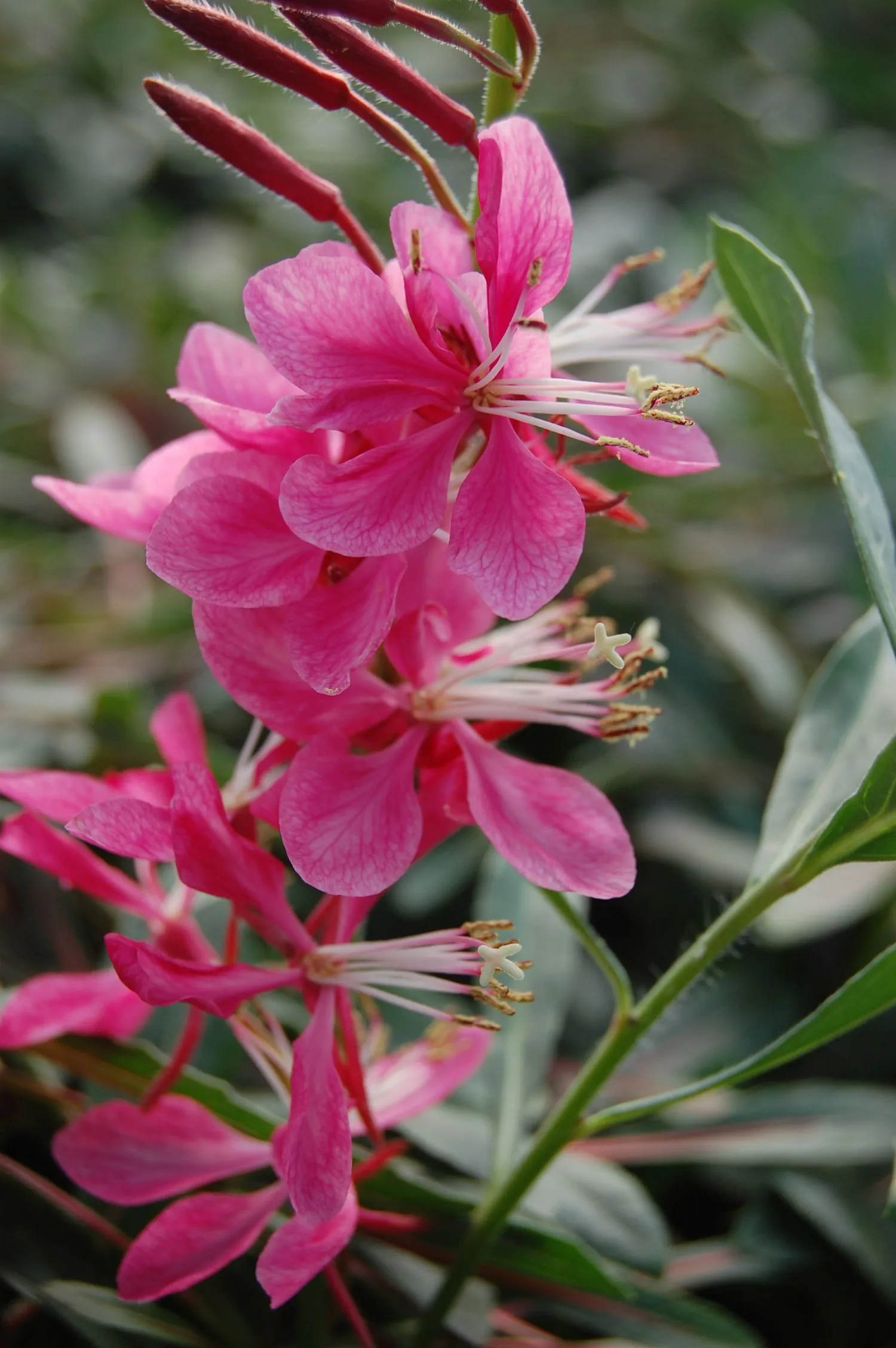 Gaura