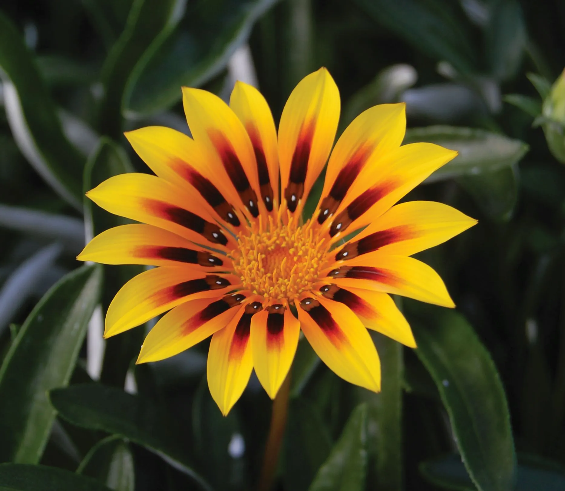 Gazania