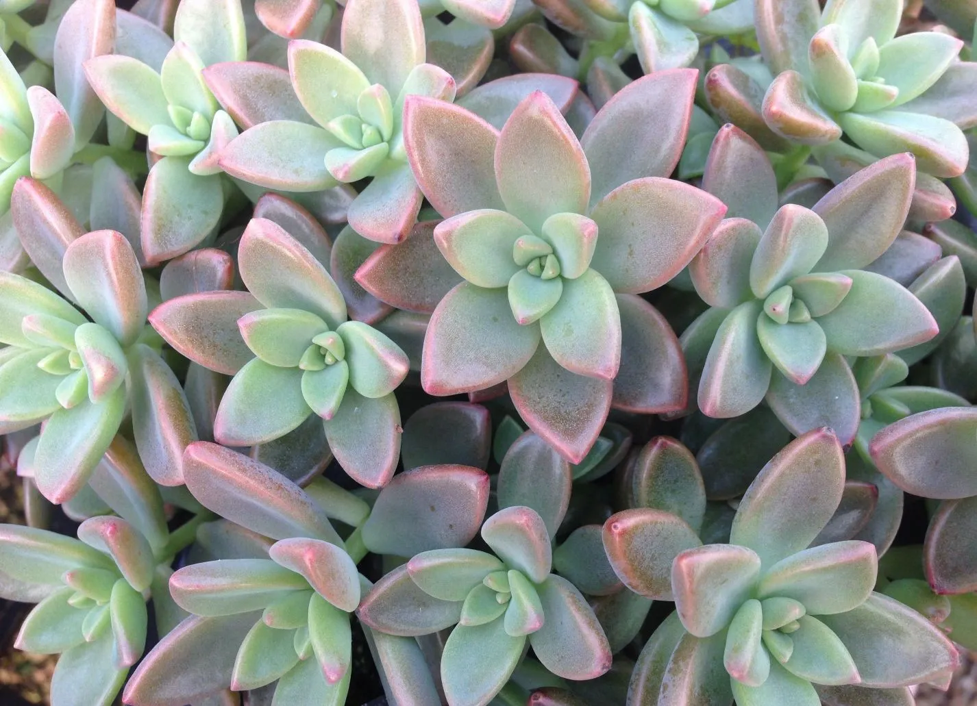 Graptosedum