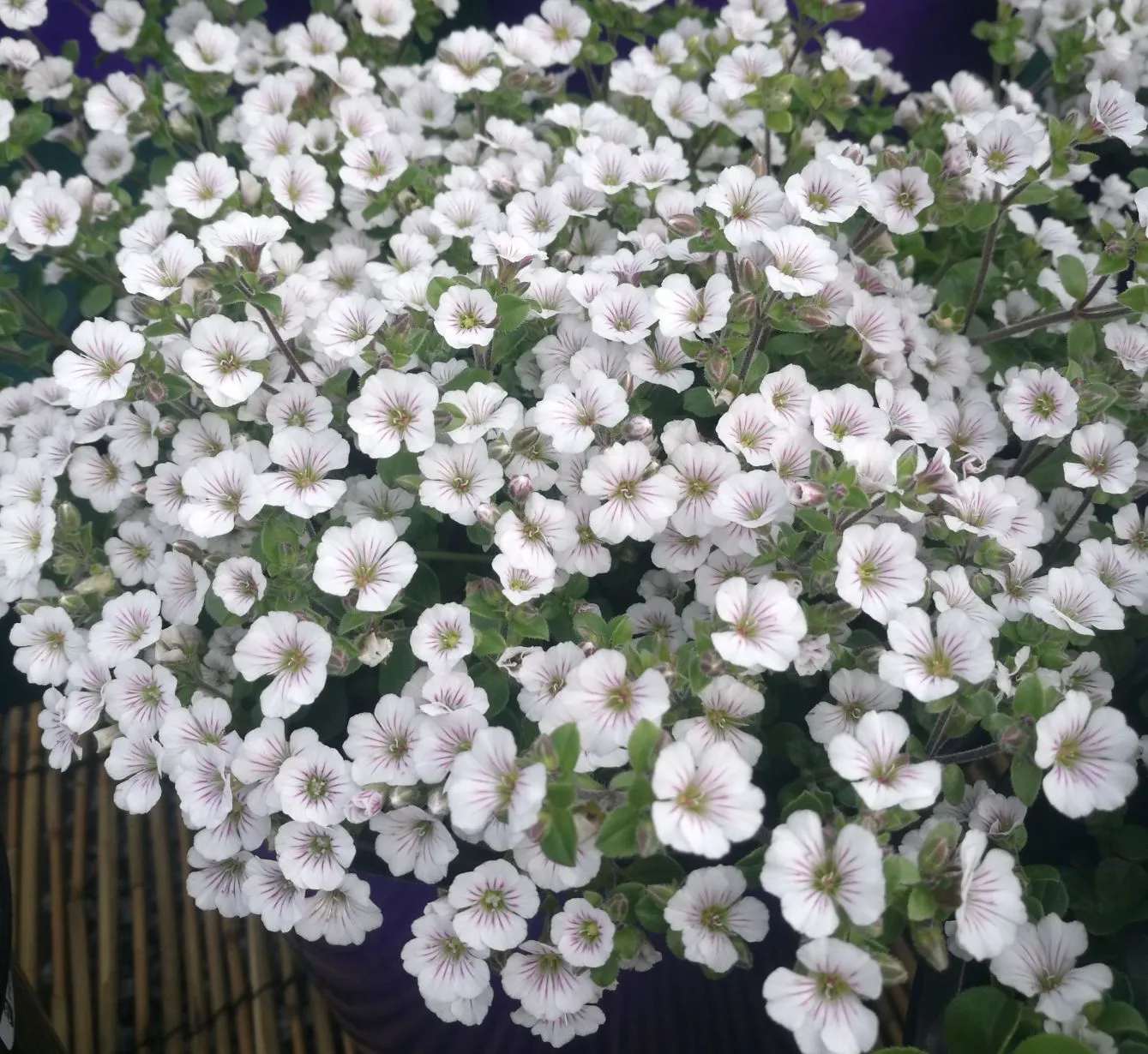Gypsophila