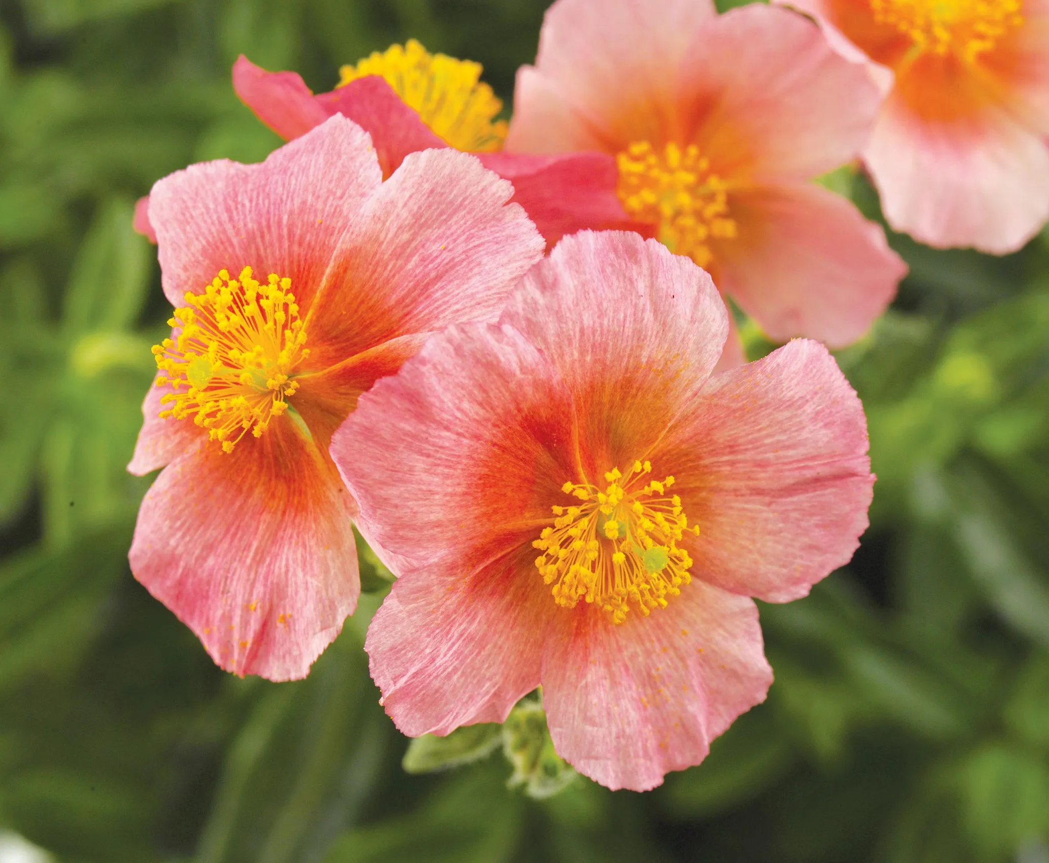 Helianthemum
