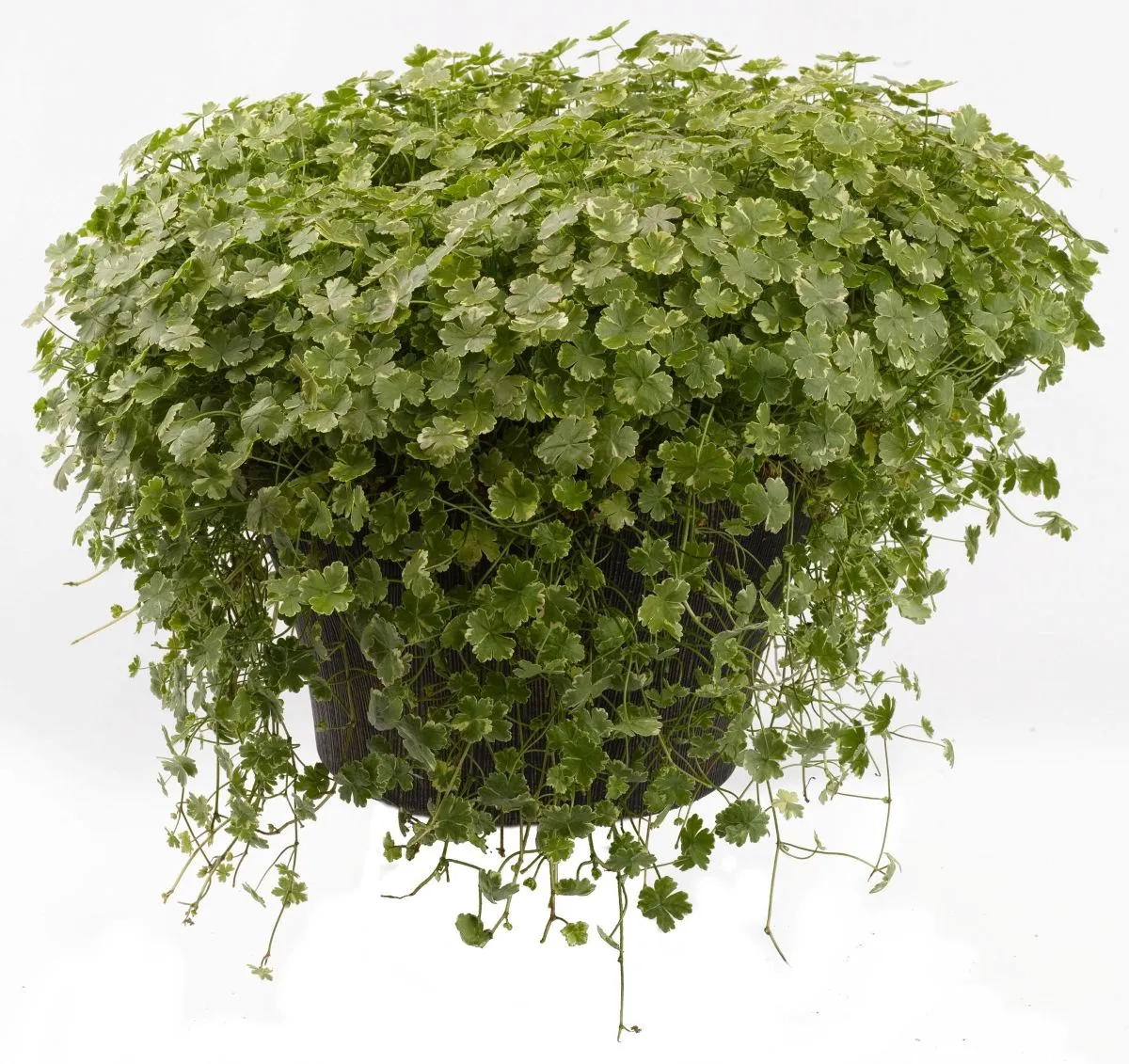 Hydrocotyle