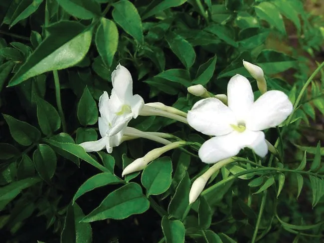 Jasminum