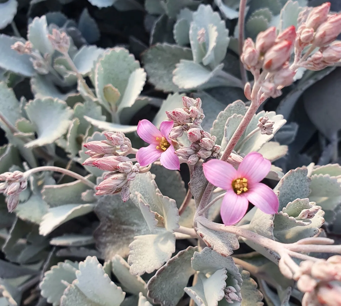 Kalanchoe