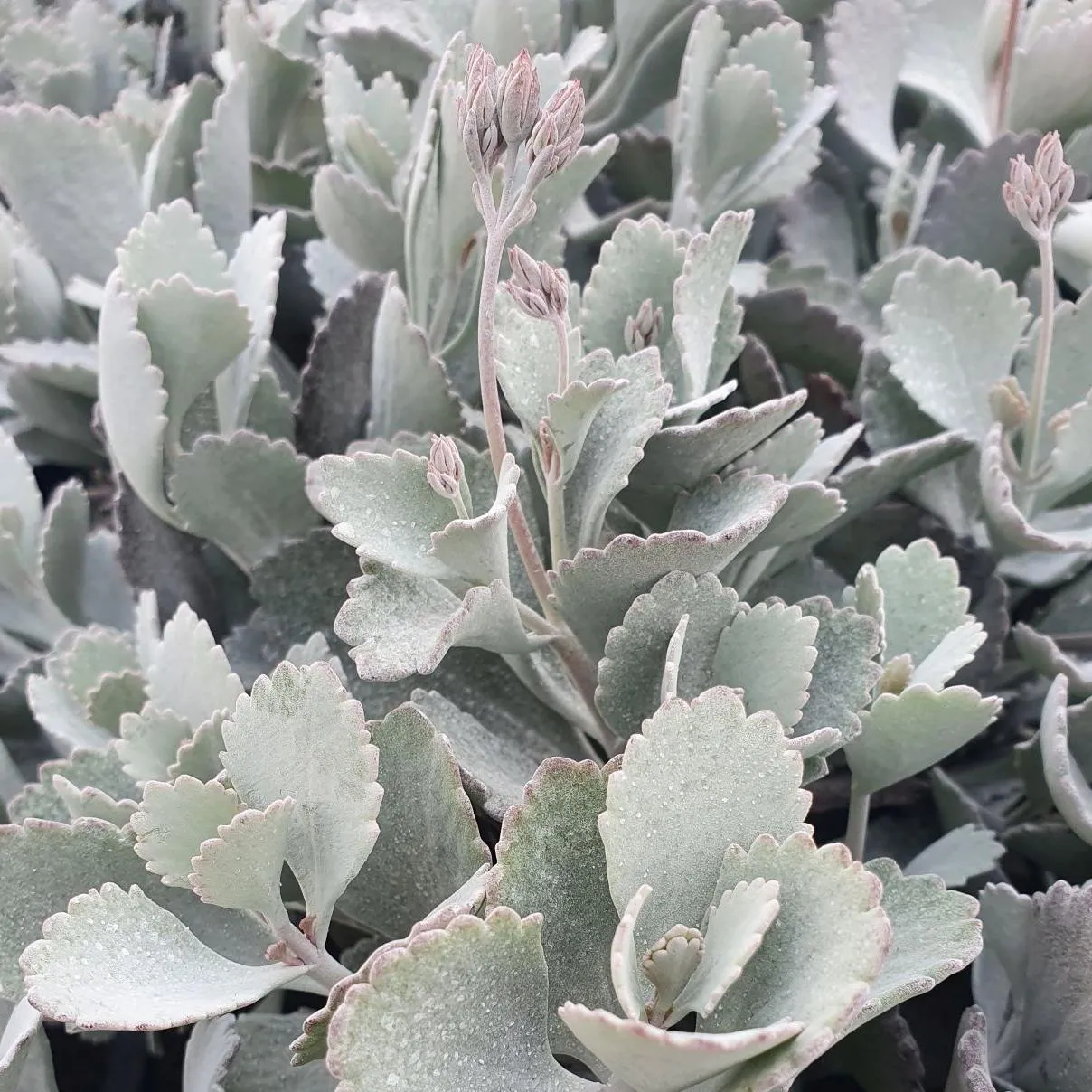 Kalanchoe pumila Sliver - s Jaldety © foliage