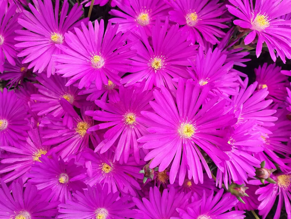 Lampranthus