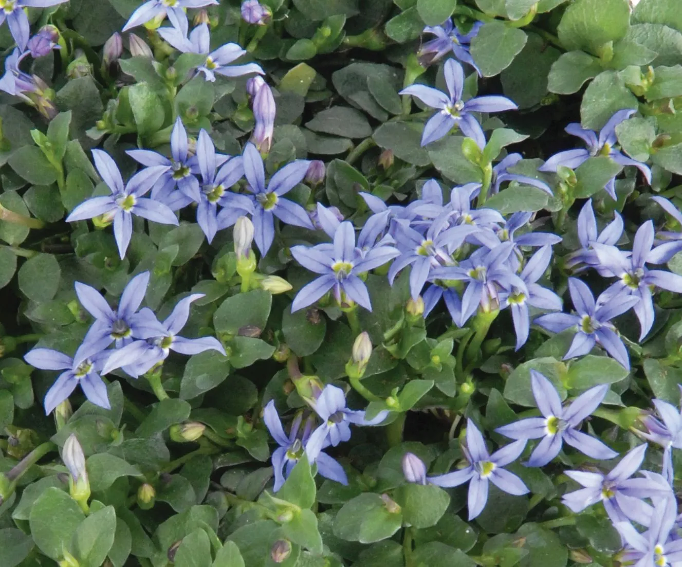 Lobelia