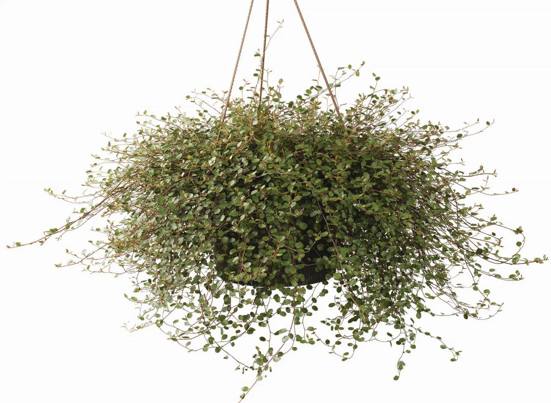 Muehlenbeckia