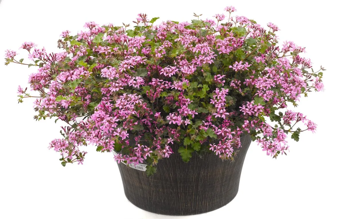 Pelargonium