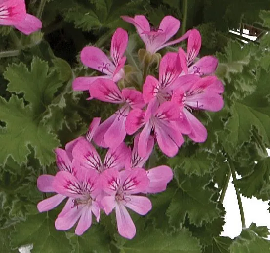 Pelargonium Scented