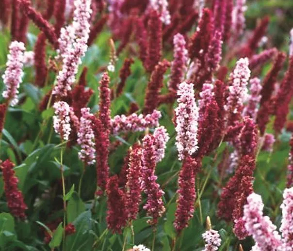 Persicaria