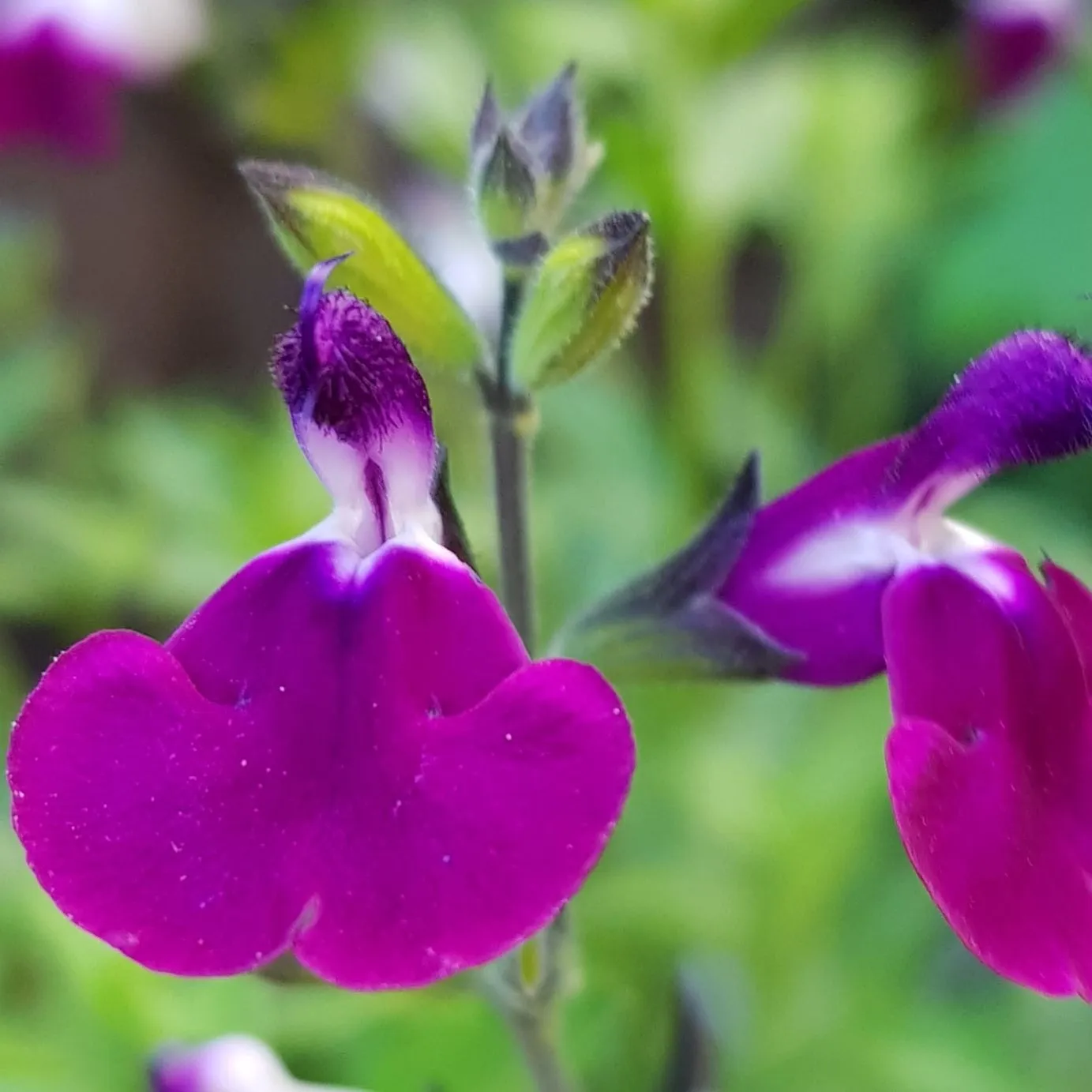 Salvia Amethyst Lips - Jaldety